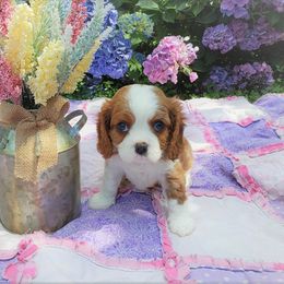Cavalier King Charles Spaniel Puppies from Pleasant Meadows