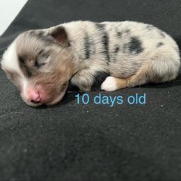 Boy 3 - Blue merle male Miniature Australian Shepherd puppy in Lubbock, Texas from Reveille awesome aussies