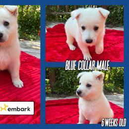 German Shepherd Puppies from Pocono GSD