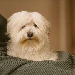 Hattie - Havanese