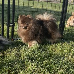 Charlie - Pomeranian