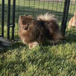 Charlie - Pomeranian