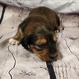 Leo - Red male Dachshund puppy in Anaconda, Montana from Williams Family Dachshunds
