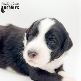 Crimson aka CC - female Australian Mountain Doodle puppy in Tipton, Indiana from Country Creek Doodles