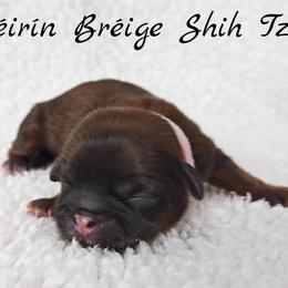AKC Red Female (Light Pink Collar) - Red female Shih Tzu puppy in Las Vegas, Nevada from Beirin Breige Shih Tzus