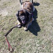 Leonberger All Grown Up from Quinnehtukqut Leonbergers