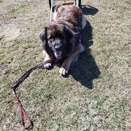 Leonberger All Grown Up from Quinnehtukqut Leonbergers