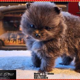 Pomeranian puppies from English Rose Poms