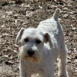 Floss - Miniature Schnauzer