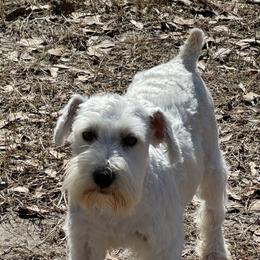 Floss - Miniature Schnauzer