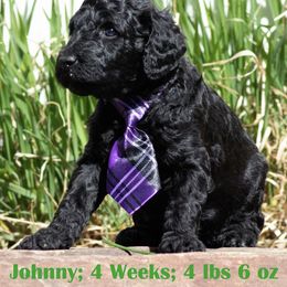 Goldendoodle Puppies from Sammy’s Doodles