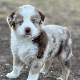 Raisin - Red merle female Miniature Australian Shepherd puppy in Mc Lean, Illinois from Kickapoo Creek Toy & Mini Aussies