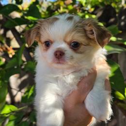 Chance 5800 - Fawn and white male Chihuahua puppy in Citrus Heights, California from Golden State Chihuahuas