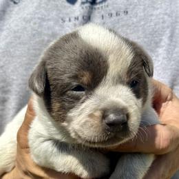 Boy 2 - Blue male Australian Cattle Dog puppy in Morton, Mississippi from Heart K Kennels