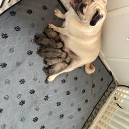 Pug Puppies from RD Pugs