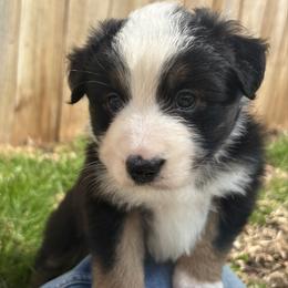 Pam - Black tri female Miniature Australian Shepherd puppy in Bethany, Illinois from Rachel at Marrowbone Creek Aussies