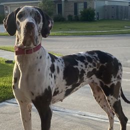 Great Danes from Sunkissed Danes