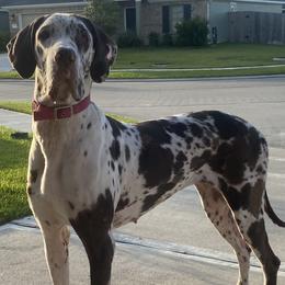 Great Danes from Sunkissed Danes