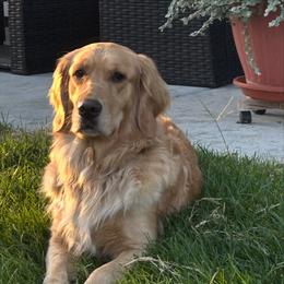 Creole - Golden Retriever