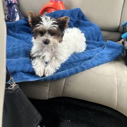 Yorkshire Terrier All Grown Up from Fall River Yorkies