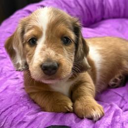 AKC Flash - Piebald male Dachshund puppy in Columbus, Ohio from Central Ohio Doxies