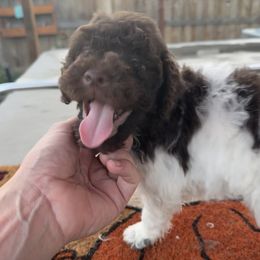 Puppy 1 - Brown male Lagotto Romagnolo puppy in Chico, California from Anna’s Lagottos