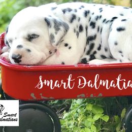 Dalmatian Puppies from Smart Dalmatians