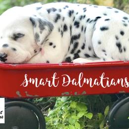 Dalmatian Puppies from Smart Dalmatians