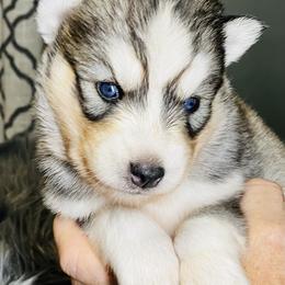 Germany - Male 4 - Gray and white male Siberian Husky puppy in Monroe, Georgia from Beastly Beauties Huskies & Pomskies