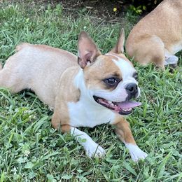 Autumn - Boston Terrier