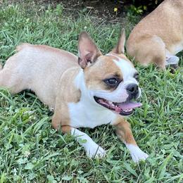 Autumn - Boston Terrier