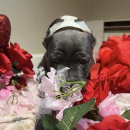 Light pink collar - Gray female Cane Corso puppy in Rochester, New York from Forbidden Fruits Kennels