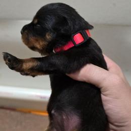 Girl 1 - Black and tan female Rottweiler puppy in San Antonio, Texas from HAUS OF RZA