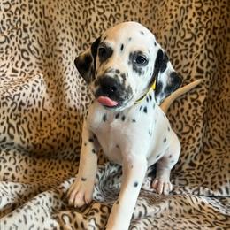 Mr. Goodbar - White and black male Dalmatian puppy in Austin, Texas from Dazzling Dalz