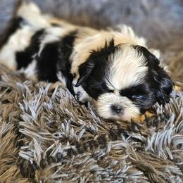 Akc Riley - Black and white male Shih Tzu puppy in Dexter, Kentucky from Enchanting Shih tzu
