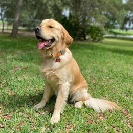 Golden Retriever and Poodle Puppies from Hope Service Dogs, Inc