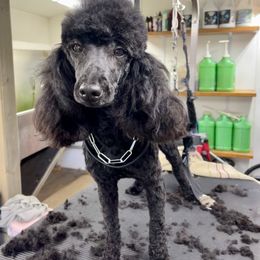 German Shepherd and Poodle Puppies from Wolves Den Ranch