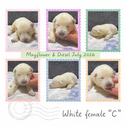 White Female C - White female German Shepherd puppy in New Martinsville, West Virginia from Hunter K-9
