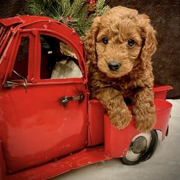 Bernedoodle, Goldendoodle, and Poodle Puppies from Kingdom Kennels