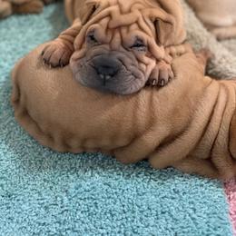 Chinese Shar-Pei and Pumi Puppies from Nixie Kennels