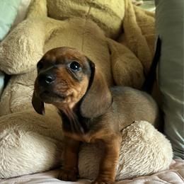 Gus - Sable male Dachshund puppy in Conroe, Texas from Harper’s Waggin Winnie’s