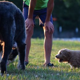 Saint Berdoodle Puppies from Highland Ridge Doodles