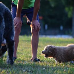 Saint Berdoodle Puppies from Highland Ridge Doodles