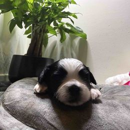 Forrest - Tricolor male Shih Tzu puppy in Austell, Georgia from TACG