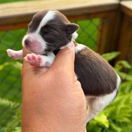Reese - Parti female Miniature Schnauzer puppy in Dorr, Michigan from Enchanted Paws