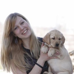 Labrador Retriever Puppies from Glory View Labradors