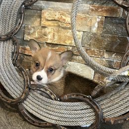 Ely M1 - Sable male Pembroke Welsh Corgi puppy in Stockton, Iowa from Infinity Corgis