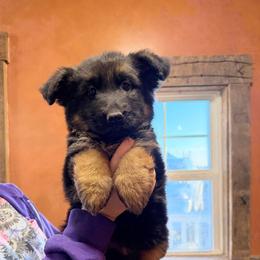 Snowflake - Black and red female German Shepherd puppy in Union City, Ohio from God’s Gifts German Shepherds