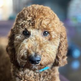 Mrs. Maisel - Goldendoodle