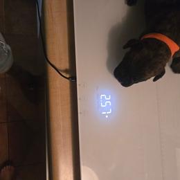 Boy 1 - Black brindle male Cane Corso puppy in Bristol, Connecticut from Family Corso Kennels